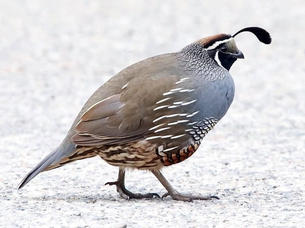 Quail