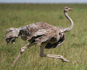 Ostrich